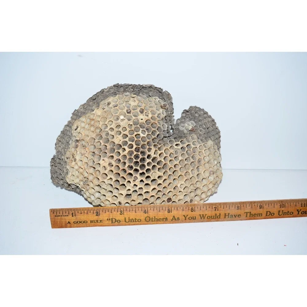 Real Natural Bees Wasp Nest Comb Hornet 8